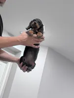 Mimi, a female Miniature Dachshund for sale in Buckeye, AZ – 2 of 3