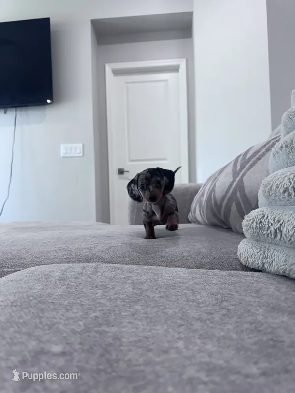 Mia – Miniature Dachshund puppy for sale in Buckeye, AZ