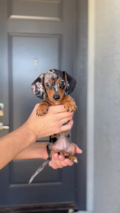 Mia, a female Miniature Dachshund for sale in Buckeye, AZ – 3 of 5