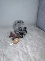 Mochi, a female Pomeranian for sale in Buckeye, AZ – 2 of 3