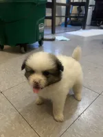 Bruno, a male Pomeranian and Volpino Italiano for sale in Bell Gardens, CA – 6 of 10