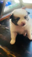 Bruno, a male Pomeranian and Volpino Italiano for sale in Bell Gardens, CA – 2 of 10