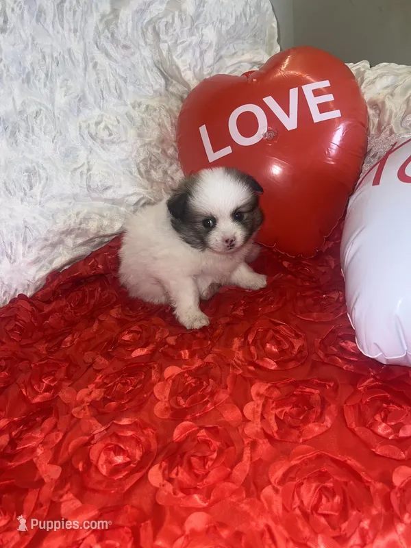 Bruno – Pomeranian, Volpino Italiano puppy for sale in Bell Gardens, CA