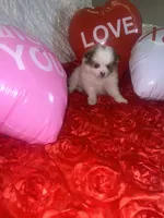 Bruno, a male Pomeranian and Volpino Italiano for sale in Bell Gardens, CA – 5 of 10