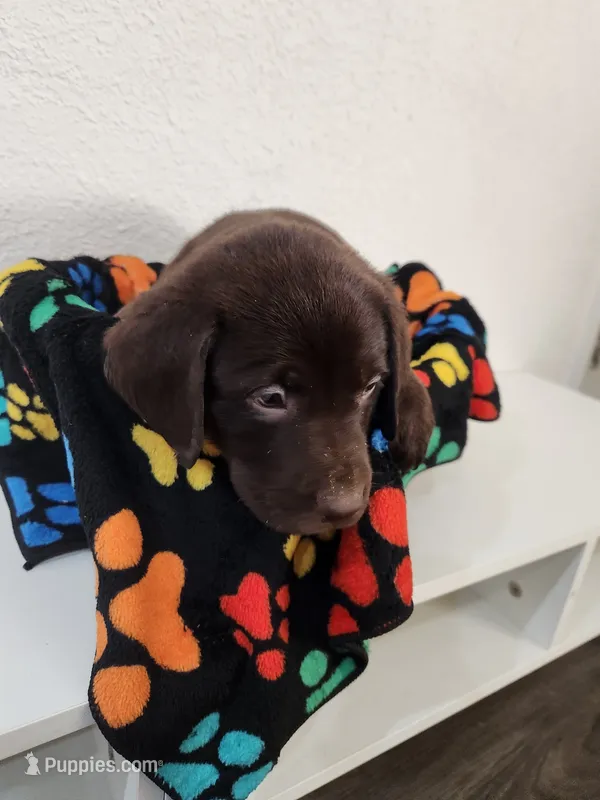 Orange Blossom – Labrador Retriever puppy for sale in Kansas City, MO