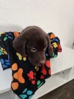 Orange Blossom, a female Labrador Retriever for sale in Kansas City, MO – 1 of 4