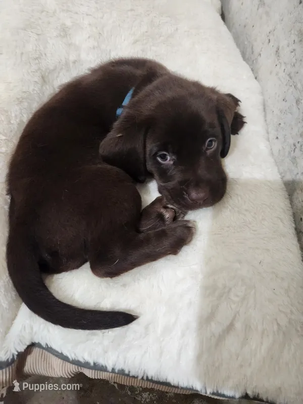 Blue ivy – Labrador Retriever puppy for sale in Kansas City, MO