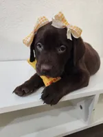 Yellow Lemon, a female Labrador Retriever for sale in Kansas City, MO – 6 of 6