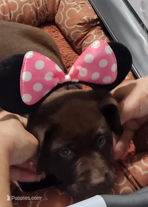 Pink princess – Labrador Retriever puppy for sale in Kansas City, MO