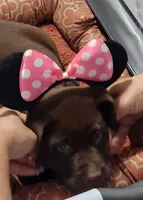 Pink princess, a female Labrador Retriever for sale in Kansas City, MO – 1 of 4