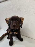 Kitty Brownie, a female Labrador Retriever for sale in Kansas City, MO – 5 of 5