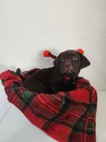 Red sassy, a female Labrador Retriever for sale in Kansas City, MO – 3 of 3