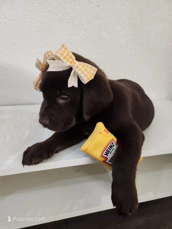 Yellow Lemon – Labrador Retriever puppy for sale in Kansas City, MO