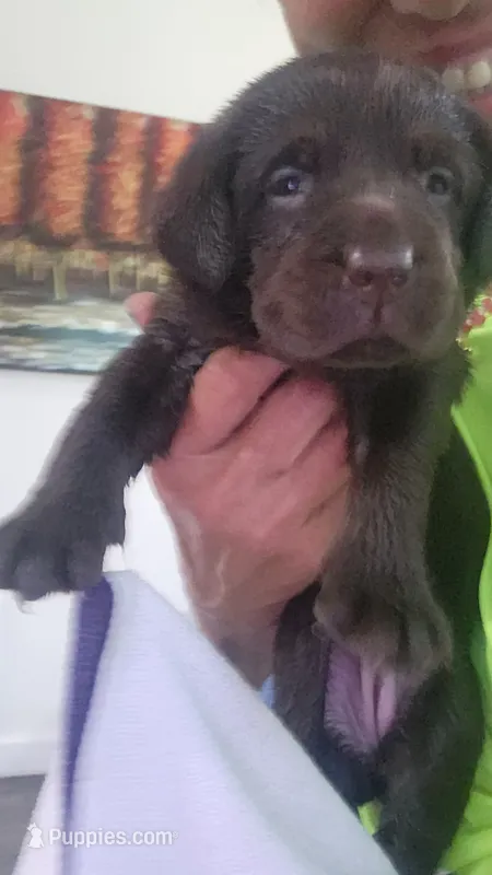 Purple passion – Labrador Retriever puppy for sale in Kansas City, MO