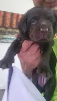 Purple passion, a female Labrador Retriever for sale in Kansas City, MO – 1 of 2