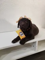 Yellow Lemon, a female Labrador Retriever for sale in Kansas City, MO – 4 of 6