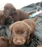 Green tinker, a female Labrador Retriever for sale in Kansas City, MO – 2 of 3