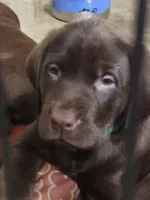 Aqua babe, a female Labrador Retriever for sale in Kansas City, MO – 2 of 4