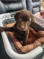 Pink princess, a female Labrador Retriever for sale in Kansas City, MO – 2 of 4
