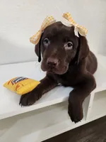 Yellow Lemon, a female Labrador Retriever for sale in Kansas City, MO – 2 of 6