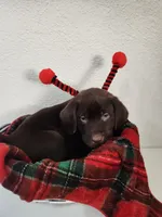 Red sassy, a female Labrador Retriever for sale in Kansas City, MO – 2 of 3