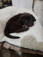 Purple passion, a female Labrador Retriever for sale in Kansas City, MO – 2 of 3