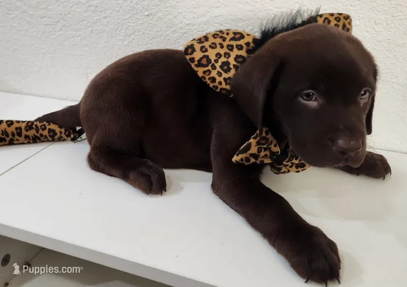 Kitty Brownie – Labrador Retriever puppy for sale in Kansas City, MO