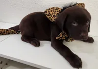 Kitty Brownie, a female Labrador Retriever for sale in Kansas City, MO – 1 of 5