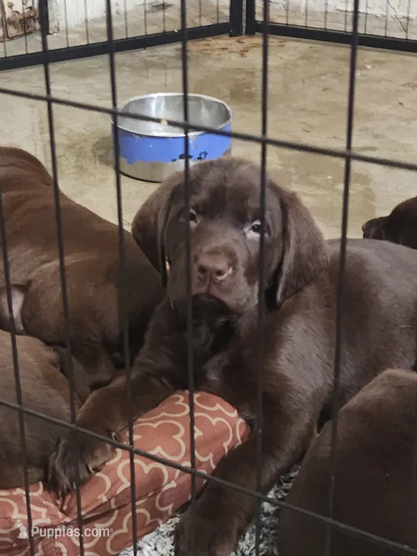 Aqua babe – Labrador Retriever puppy for sale in Kansas City, MO