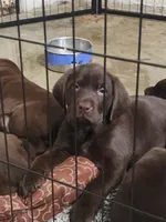 Aqua babe, a female Labrador Retriever for sale in Kansas City, MO – 1 of 4