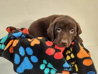 Orange Blossom, a female Labrador Retriever for sale in Kansas City, MO – 4 of 4