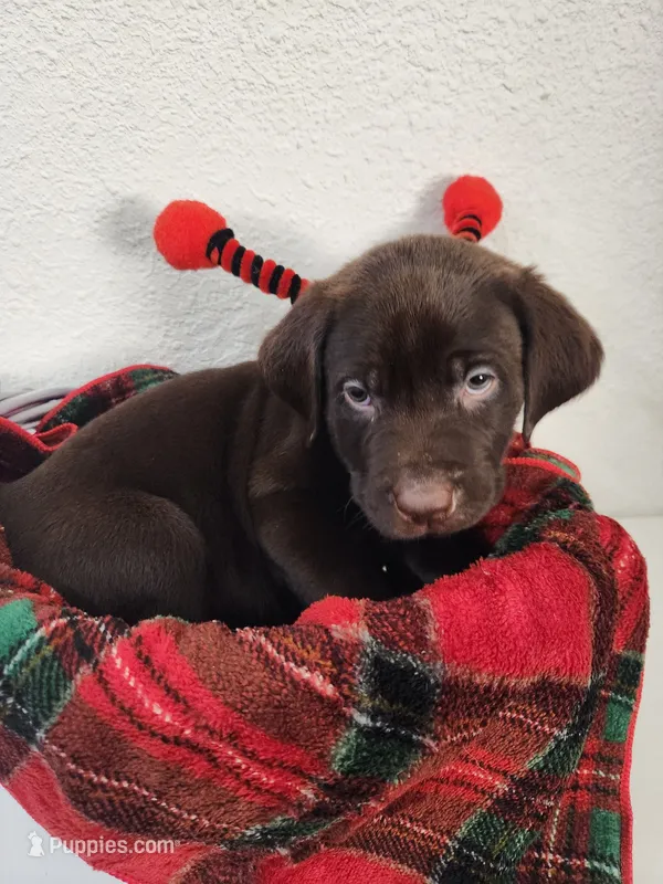 Red sassy – Labrador Retriever puppy for sale in Kansas City, MO