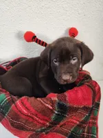 Red sassy, a female Labrador Retriever for sale in Kansas City, MO – 1 of 3