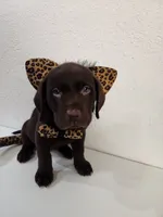 Kitty Brownie, a female Labrador Retriever for sale in Kansas City, MO – 4 of 5