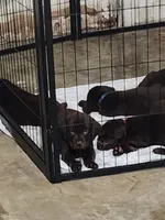 Purple passion, a female Labrador Retriever for sale in Kansas City, MO – 3 of 3
