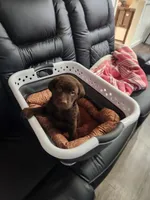 Pink princess, a female Labrador Retriever for sale in Kansas City, MO – 3 of 4