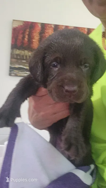 Purple passion – Labrador Retriever puppy for sale in Kansas City, MO