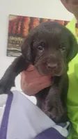 Purple passion, a female Labrador Retriever for sale in Kansas City, MO – 1 of 3