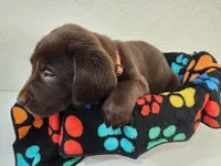 Orange Blossom, a female Labrador Retriever for sale in Kansas City, MO – 2 of 4