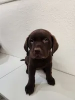 Aqua babe, a female Labrador Retriever for sale in Kansas City, MO – 4 of 4