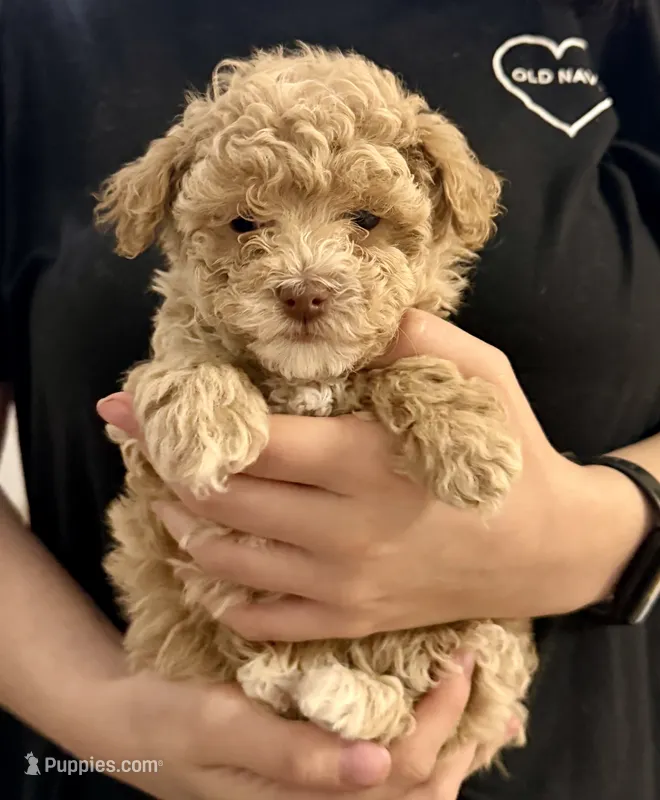 Ginger’s Female – Poodle - Toy  puppy for sale in Crawfordville, GA