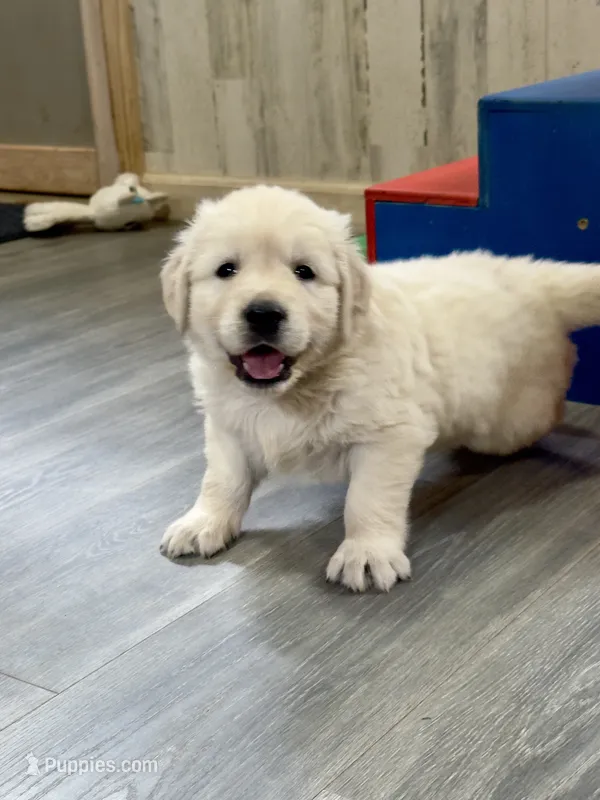 Pearl’s Gray – English Cream Golden Retriever puppy for sale in Crawfordville, GA