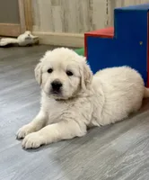 Pearl’s Gray, a male English Cream Golden Retriever for sale in Crawfordville, GA – 2 of 2