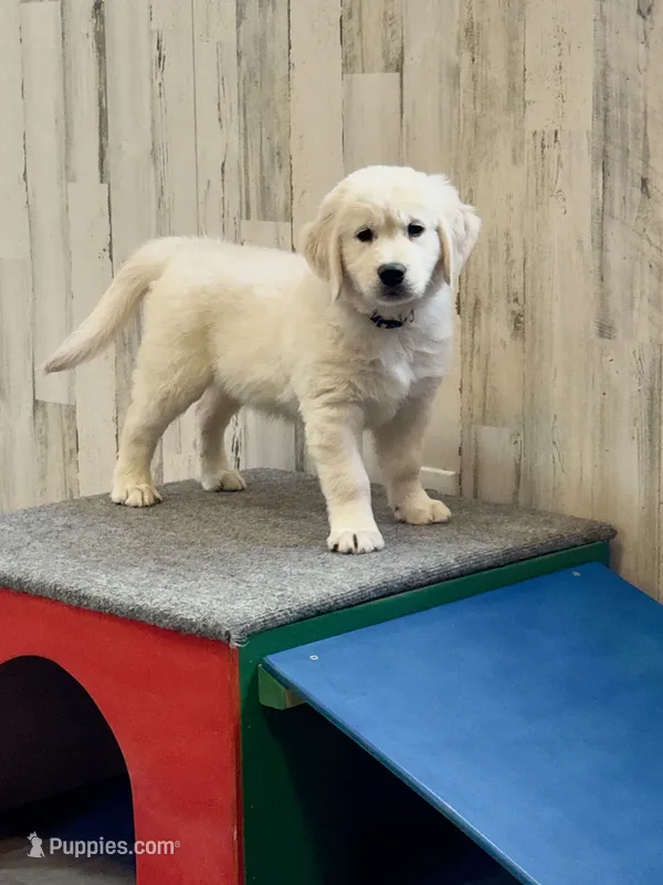 Honey’s Pink – English Cream Golden Retriever puppy for sale in Crawfordville, GA