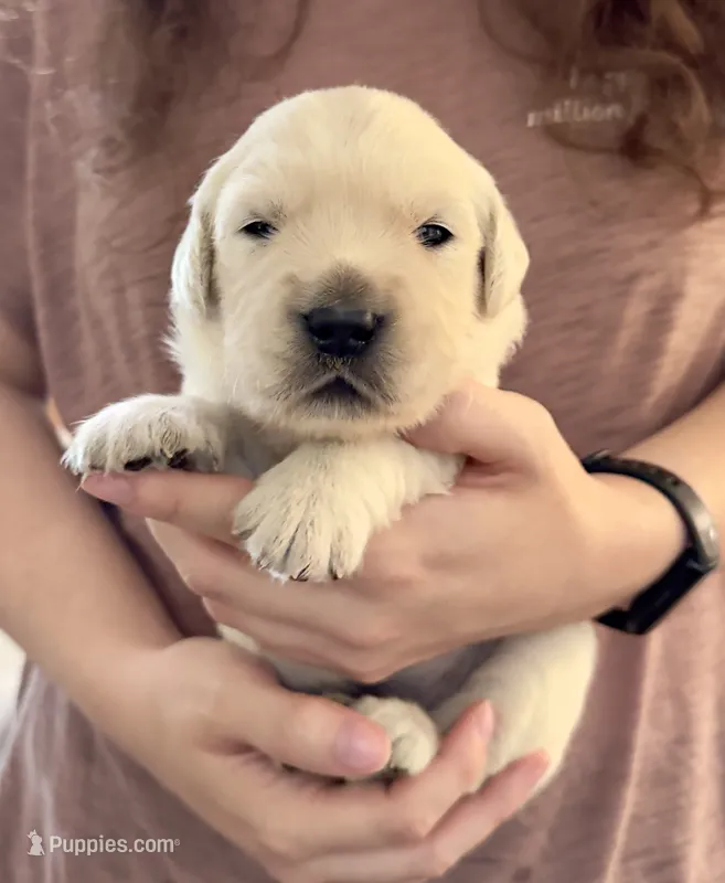 Leah’s Blue – English Cream Golden Retriever puppy for sale in Crawfordville, GA