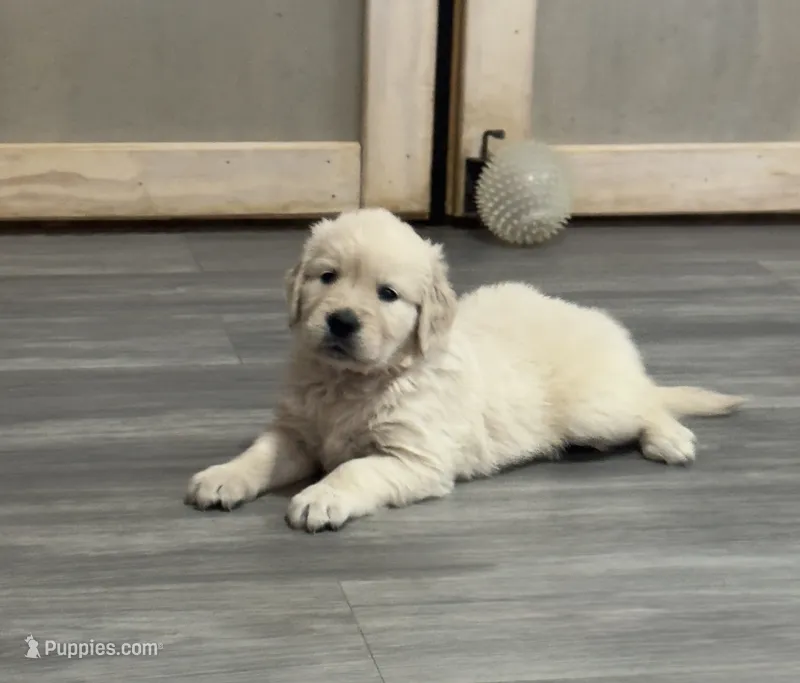 Pearl’s Red Boy – English Cream Golden Retriever puppy for sale in Crawfordville, GA
