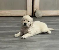 Pearl’s Red Boy, a male English Cream Golden Retriever for sale in Crawfordville, GA – 1 of 1