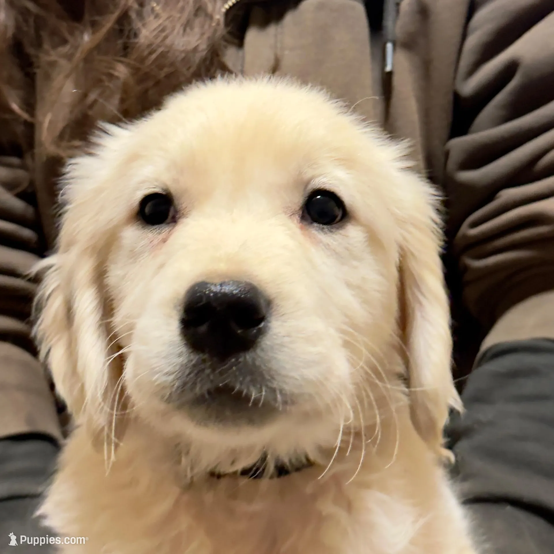 Stella’s DK Green Boy, a male Golden Retriever and English Cream Golden Retriever for sale in Crawfordville, GA – Photo 2 of 2