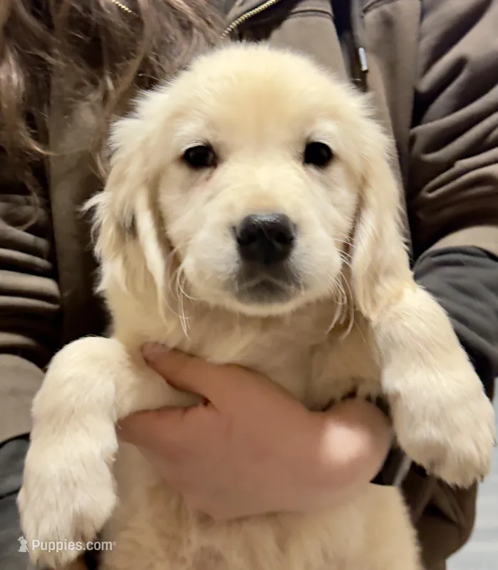 Stella’s DK Green Boy