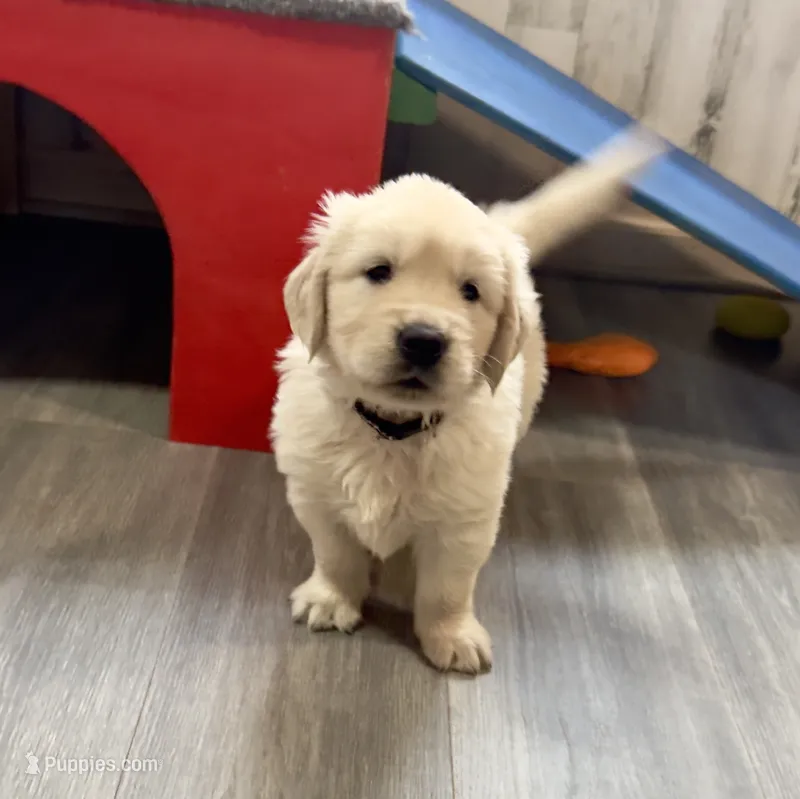 Pearl’s Black  – English Cream Golden Retriever puppy for sale in Crawfordville, GA